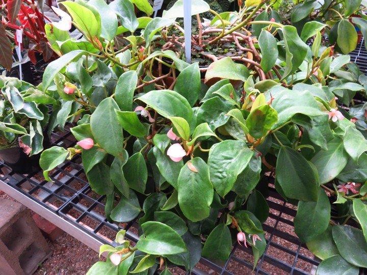 B. loranthoides ssp. loranthoides